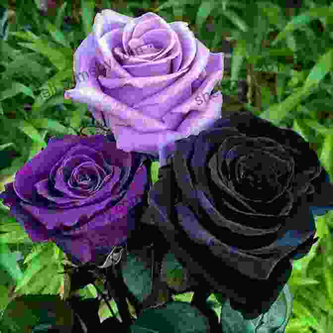 A Black Rose Blooming In A Field Of Flowers A Black Rose: Blooming From Oblivion To Glory