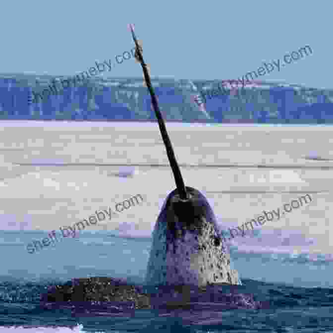 A Close Up Image Of A Narwhal's Spiraled Tooth How The Narwhal Got Its Horn (Narwhal Tales 2)