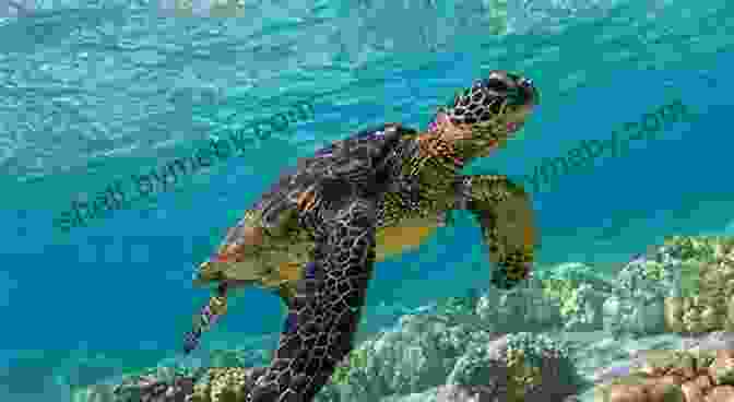 A Deep Sea Trawlerman Holding A Sea Turtle, With Other Marine Life Swimming In The Background. Rough Seas: The Life Of A Deep Sea Trawlerman