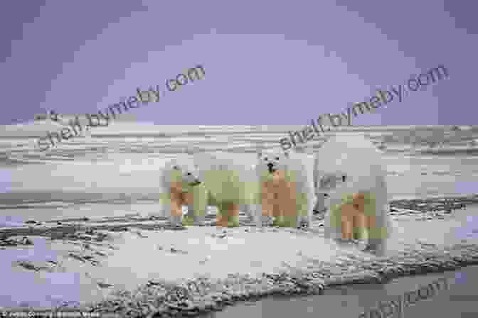 A Family Of Polar Bears Huddle Together On An Ice Floe, Providing A Glimpse Into The Intimate Lives Of These Magnificent Creatures. The Christmas Reindeer: Illustrated Tale Of The White North