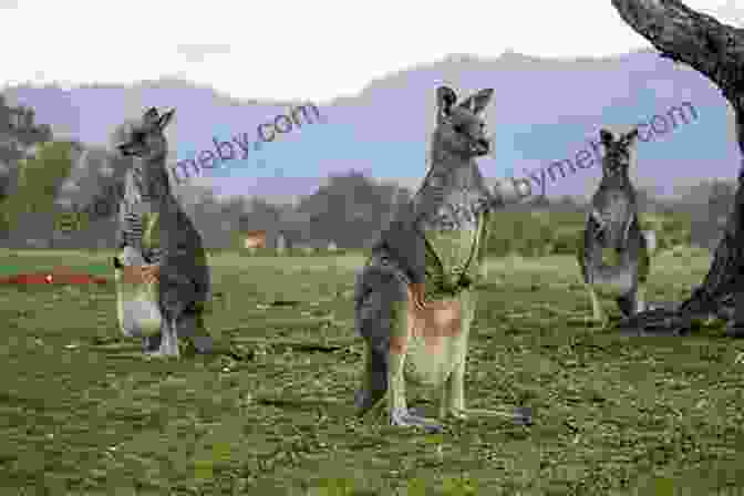 A Group Of Kangaroos Hopping Together Hilarious Jokes For 10 Year Old Kids: An Awesome LOL Joke For Kids Filled With Tons Of Tongue Twisters Rib Ticklers Side Splitters And Knock Knocks