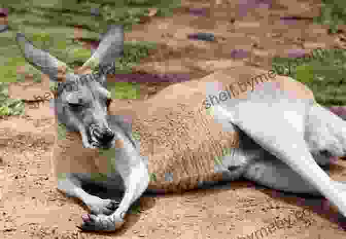 A Kangaroo Lying On Its Back With Its Legs Crossed Hilarious Jokes For 10 Year Old Kids: An Awesome LOL Joke For Kids Filled With Tons Of Tongue Twisters Rib Ticklers Side Splitters And Knock Knocks