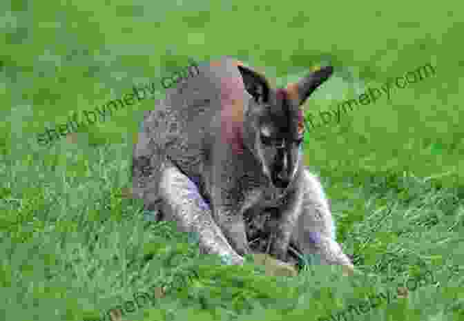 A Kangaroo Sitting On The Ground With Its Legs Tucked In Hilarious Jokes For 10 Year Old Kids: An Awesome LOL Joke For Kids Filled With Tons Of Tongue Twisters Rib Ticklers Side Splitters And Knock Knocks