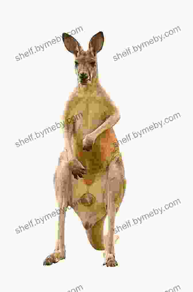 A Kangaroo Standing On Its Hind Legs And Singing Hilarious Jokes For 10 Year Old Kids: An Awesome LOL Joke For Kids Filled With Tons Of Tongue Twisters Rib Ticklers Side Splitters And Knock Knocks