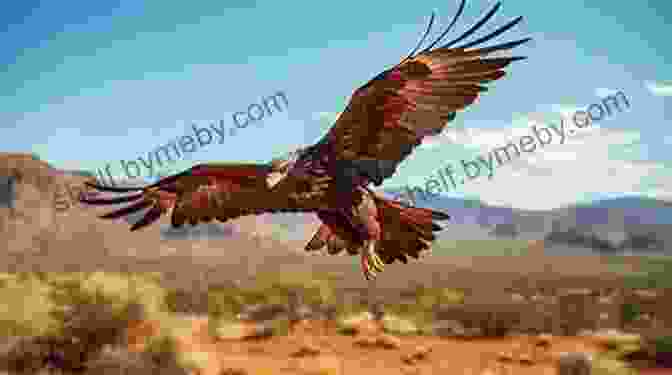 A Majestic Harris Hawk Soaring Through The Sky Harris S Hawks Nicholas Guenther