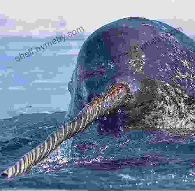 A Majestic Narwhal With Its Spiraled Tusk Piercing Through The Ice How The Narwhal Got Its Horn (Narwhal Tales 2)