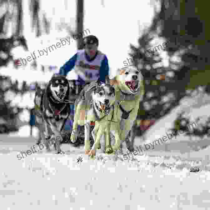 A Man Standing On A Dog Sled, Racing Across A Frozen Landscape DON T YOU KNOW IT S 40 BELOW?