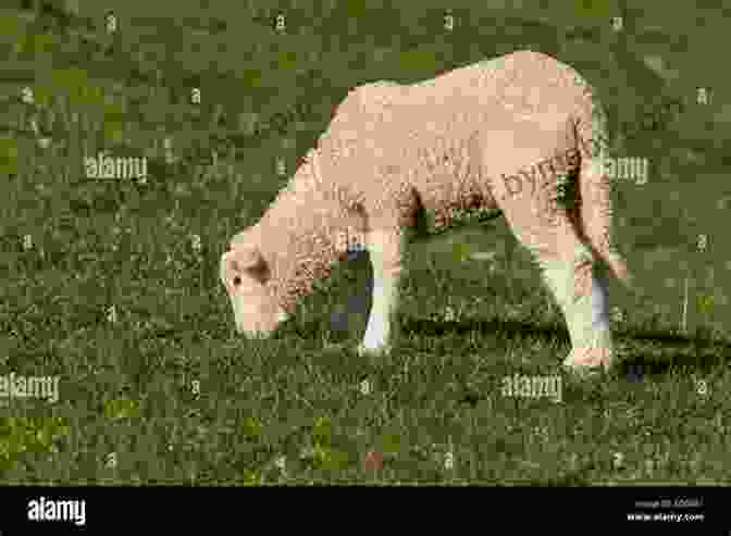 A Serene Image Of A White Lamb Grazing In A Lush Green Meadow, Its Leg Slightly Deformed But Its Eyes Filled With Hope And Resilience. The Crippled Lamb Max Lucado