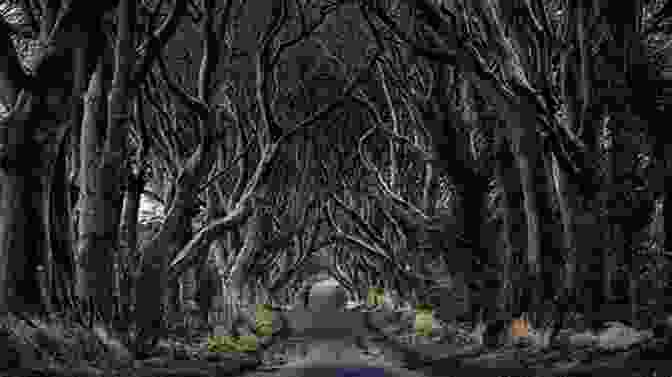 A Tunnel Of Gnarled Beech Trees Creating A Haunting And Ethereal Atmosphere In Dark Hedges Dark Hedges Wizard Island And Other Magical Places That Really Exist