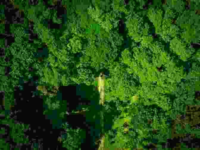 A Vibrant Photograph Capturing The Symphony Of Life Within The Forest, Showcasing The Harmonious Coexistence Of Birds, Insects, And Squirrels. The Joys Of Travel: And Stories That Illuminate Them