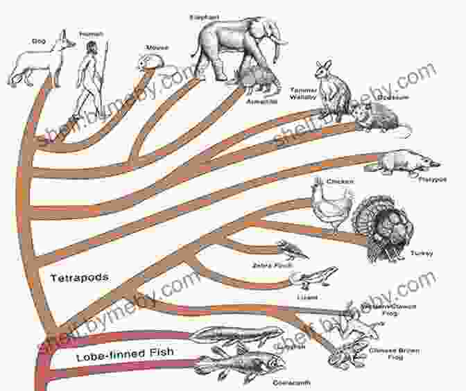 Animal Life And The Birth Of The Mind Explores The Evolutionary Origins Of Animal Consciousness. Metazoa: Animal Life And The Birth Of The Mind