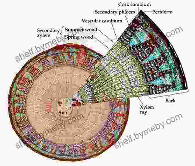 Cross Section Of A Plant Stem, Revealing Its Intricate Structures 5 Steps To A 5: AP Biology 2024