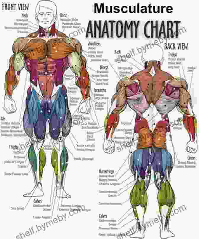 Detailed Illustration Of Human Muscles ARTISTIC ANATOMY OF THE HUMAN FIGURE