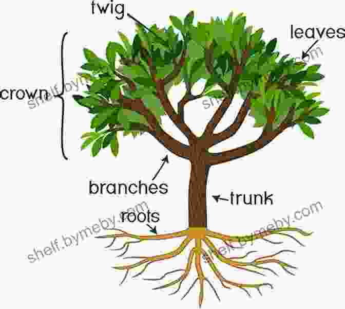 Detailed Illustration Showcasing The Anatomy Of A Tree, Including The Trunk, Branches, Leaves, And Roots Drawing Trees (Dover Art Instruction)