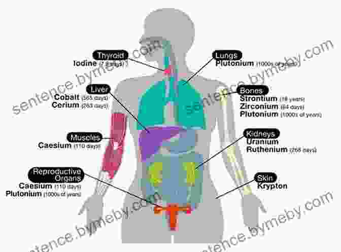 Diagram Of Human Anatomy Physical Therapy For Horses: A Visual Course In Massage Stretching Rehabilitation Anatomy And Biomechanics