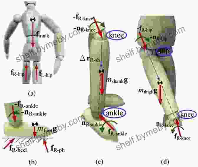 Diagram Of Human Biomechanics Physical Therapy For Horses: A Visual Course In Massage Stretching Rehabilitation Anatomy And Biomechanics