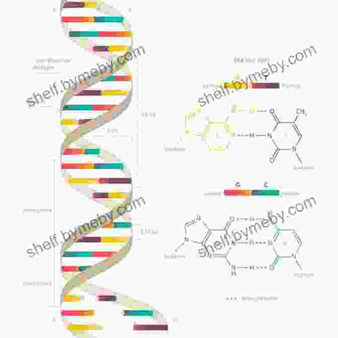 DNA Double Helix, The Blueprint Of Genetic Information 5 Steps To A 5: AP Biology 2024