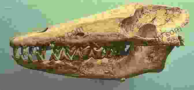 Fossil Skull Of An Ancient Whale Ancestor, Pakicetus Holy Moli: Albatross And Other Ancestors