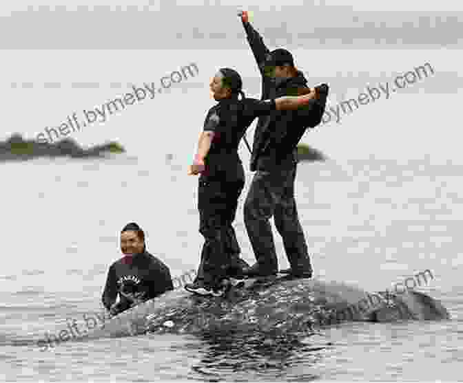 Indigenous People Hunting Whales Holy Moli: Albatross And Other Ancestors