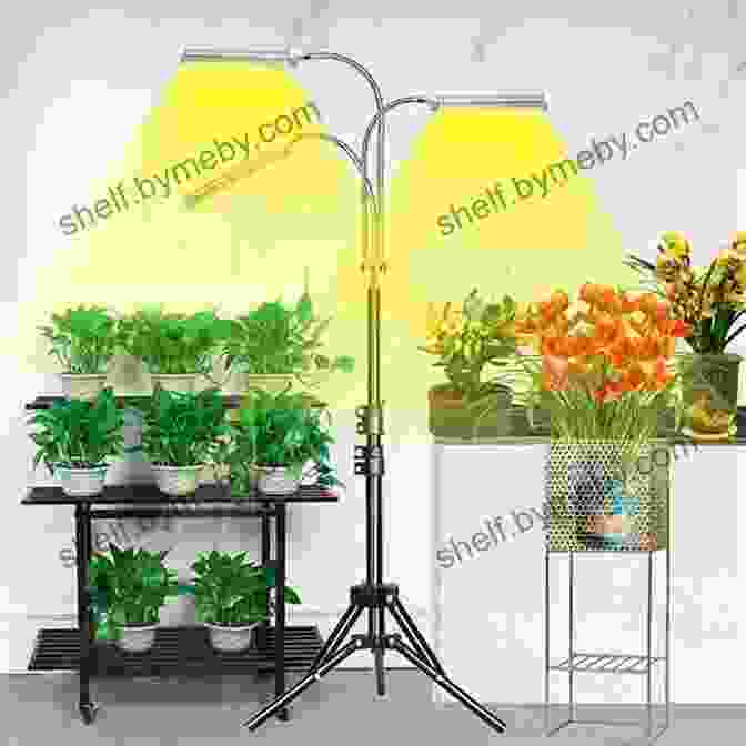 Indoor Growing Setup With Plants Under LED Lights Marijuana Horticulture: The Indoor/Outdoor Medical Grower S Bible