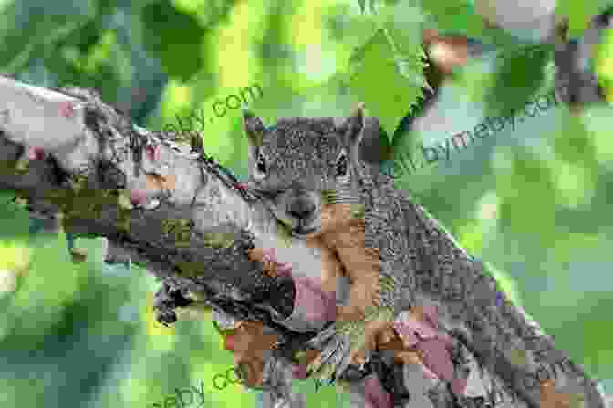 Kitty And The Squirrel Resting On A Branch, Their Tails Intertwined Kitty And The Treetop Chase