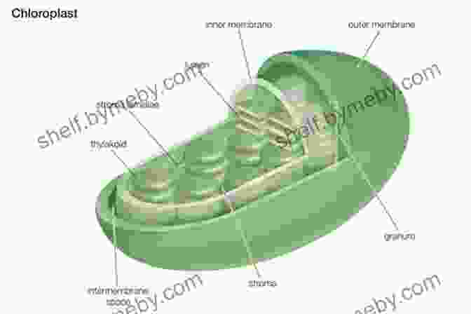 Microscope Image Of Chloroplasts, The Organelles Responsible For Photosynthesis 5 Steps To A 5: AP Biology 2024