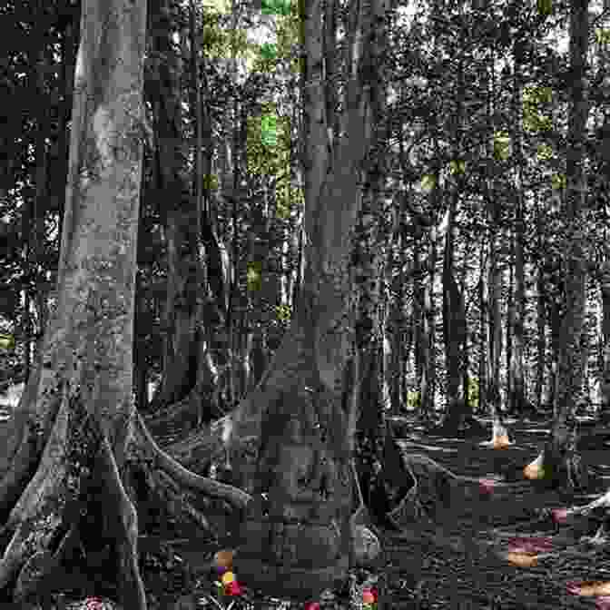 Sacred Trees In A Forest Deep Magic (Druids Of Avalon 3)