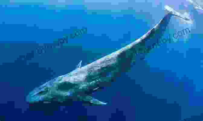 The Blue Whale, The Largest Animal On Earth My North America: Discover The Wonders Of Our Planet For Kids Ages 3 8 : Make Your Kid Smart