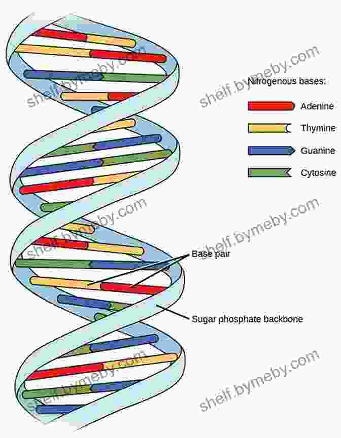 The DNA Double Helix, A Complex And Elegant Structure The Secret Of Life: Rosalind Franklin James Watson Francis Crick And The Discovery Of DNA S Double Helix