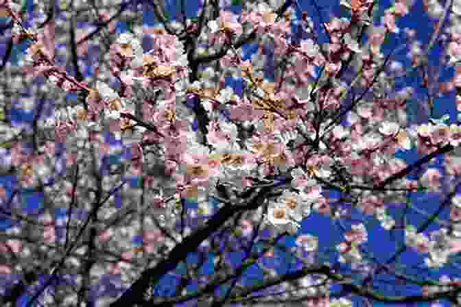 The Hidden Paradise Of Peach Blossom Spring, Enveloped In A Ethereal Glow Of Peach Blossoms Peach Blossom Spring: A Novel