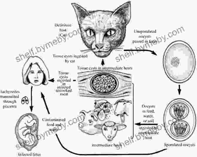 Toxoplasma Gondii Infecting A Cat This Is Your Brain On Parasites: How Tiny Creatures Manipulate Our Behavior And Shape Society