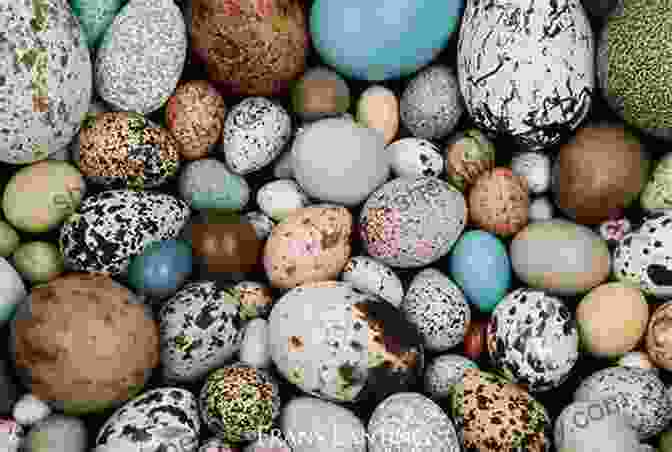 Vibrant And Intricate Eggs Of Various Bird Species, Showcasing The Stunning Diversity Of Nature's Perfect Package. Egg: Nature S Perfect Package Robin Page